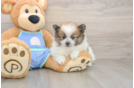 Pomeranian Puppy for Adoption