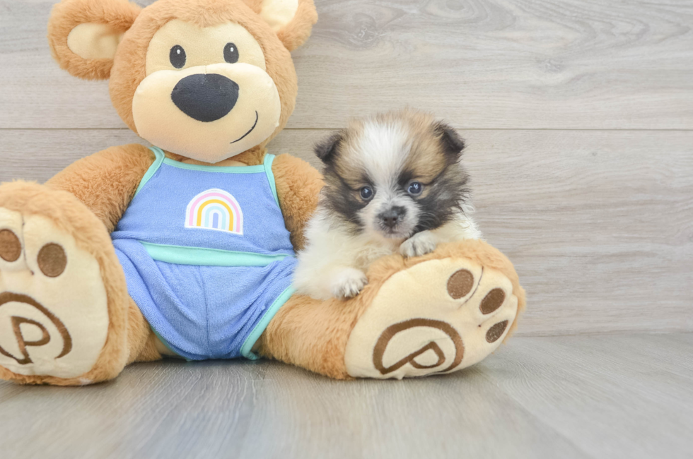 5 week old Pomeranian Puppy For Sale - Fairfield Furbabies