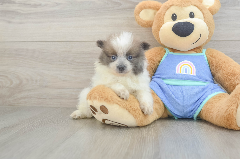 5 week old Pomeranian Puppy For Sale - Fairfield Furbabies