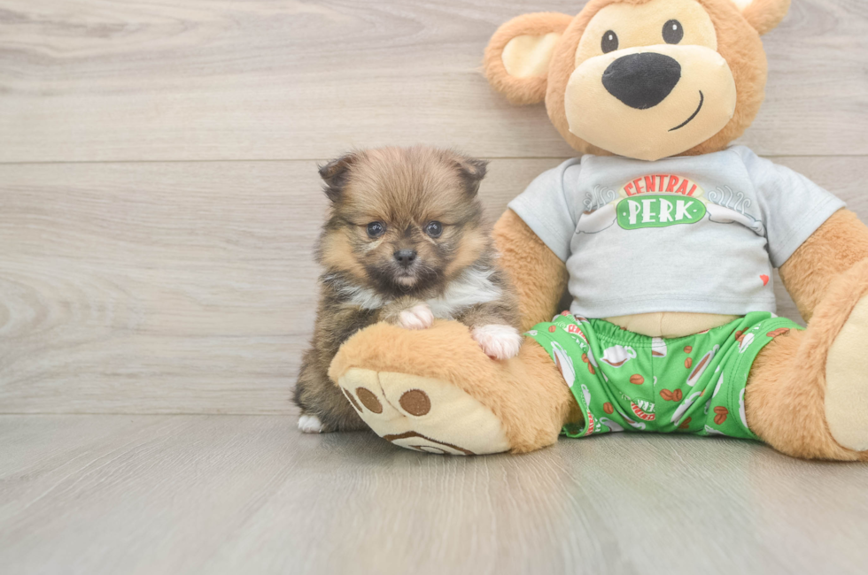 5 week old Pomeranian Puppy For Sale - Fairfield Furbabies