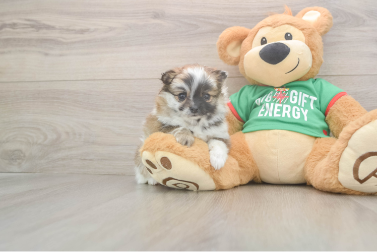 Pomeranian Pup Being Cute