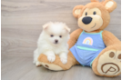 Little Pomeranian Baby