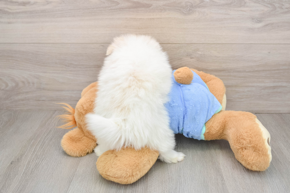 Pomeranian Pup Being Cute