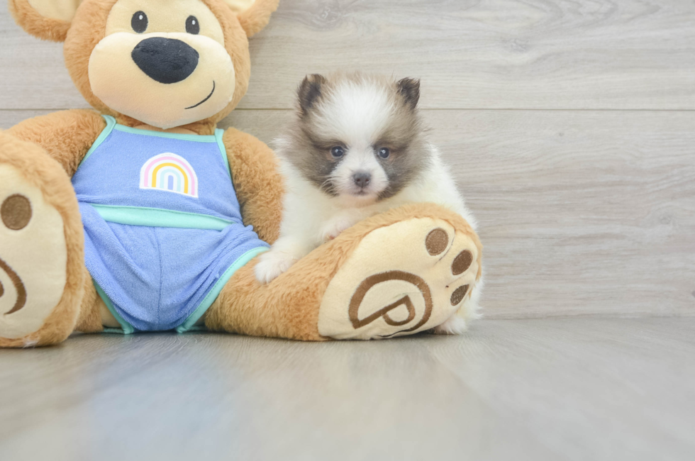 5 week old Pomeranian Puppy For Sale - Fairfield Furbabies