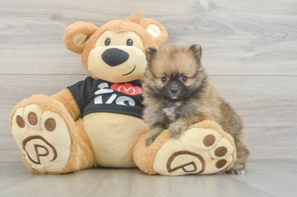 6 week old Pomeranian Puppy For Sale - Fairfield Furbabies