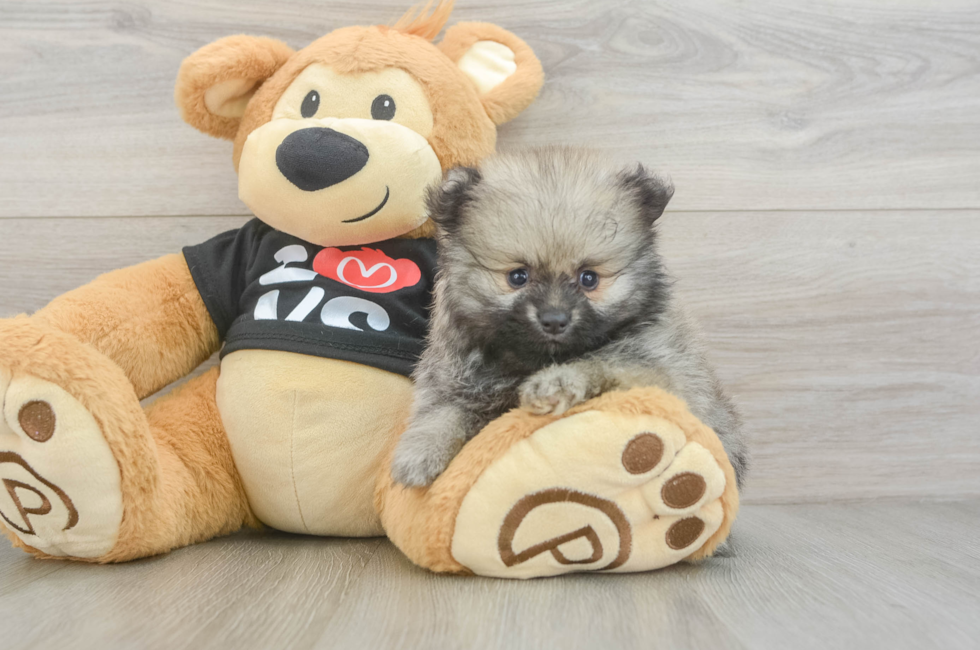 6 week old Pomeranian Puppy For Sale - Fairfield Furbabies