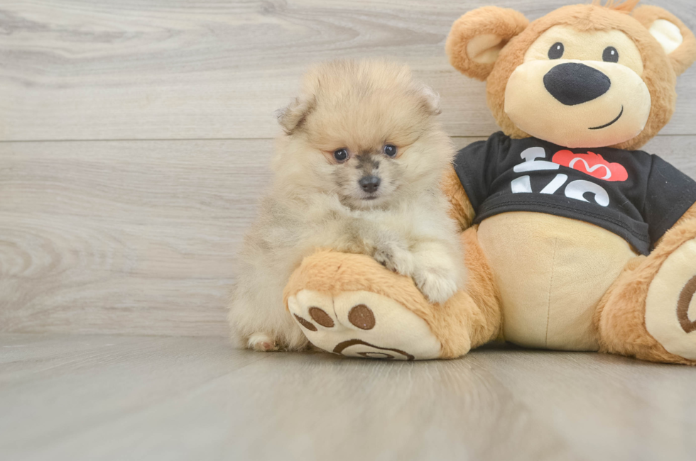 6 week old Pomeranian Puppy For Sale - Fairfield Furbabies