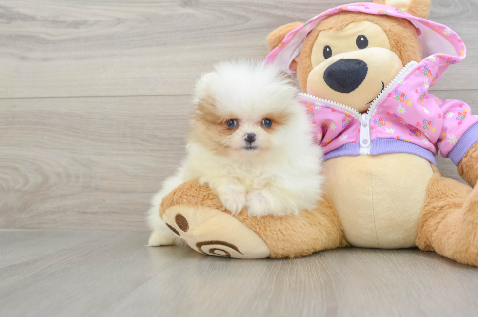 8 week old Pomeranian Puppy For Sale - Fairfield Furbabies