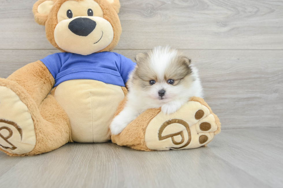 7 week old Pomeranian Puppy For Sale - Fairfield Furbabies