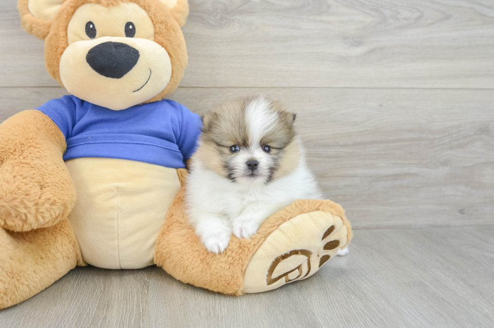 7 week old Pomeranian Puppy For Sale - Fairfield Furbabies