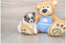 Playful Pomeranian Purebred Pup
