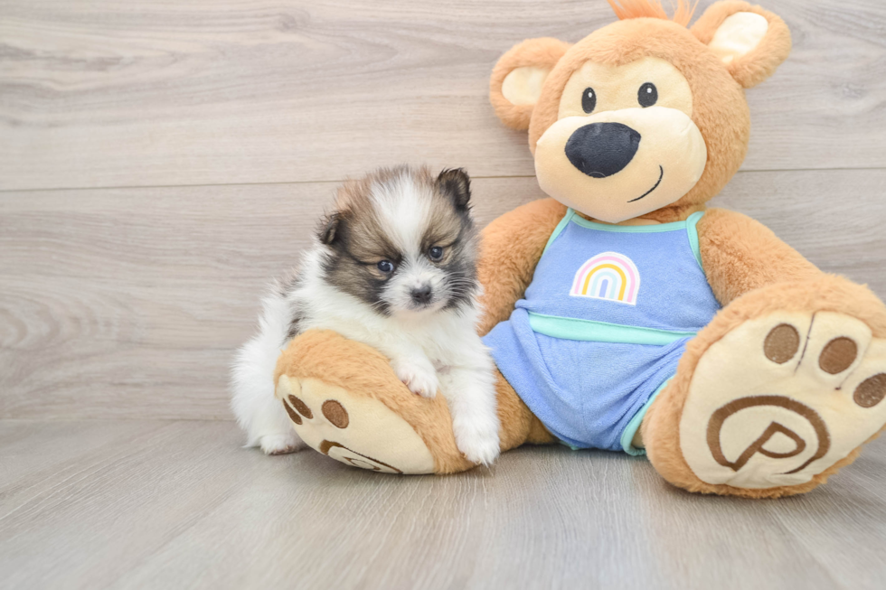 Playful Pomeranian Purebred Pup