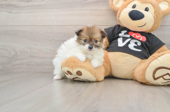 Pomeranian Pup Being Cute