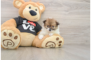 Pomeranian Puppy for Adoption