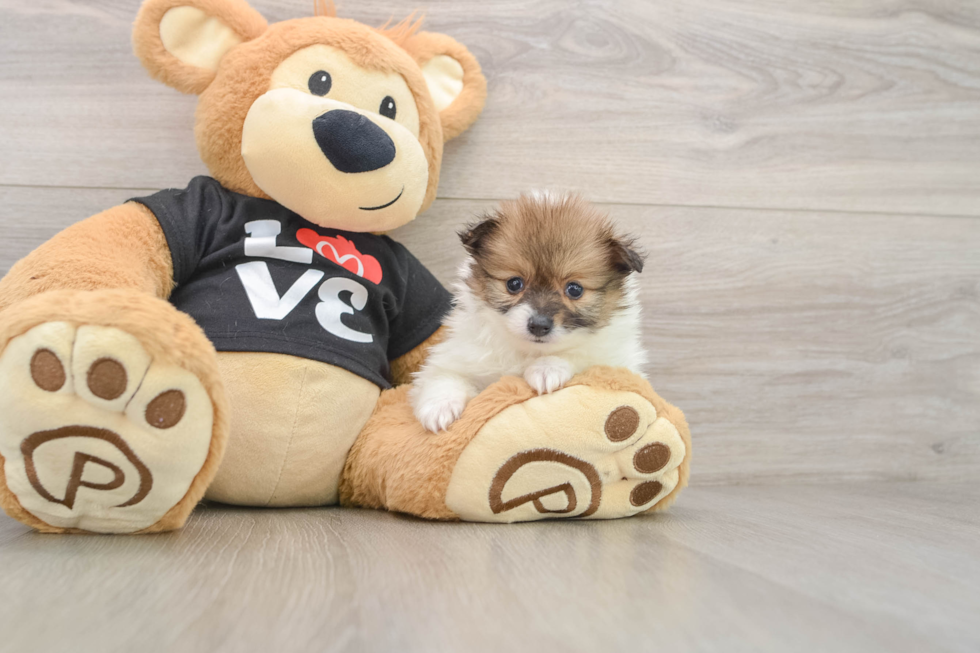 Pomeranian Puppy for Adoption