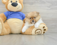 7 week old Pomeranian Puppy For Sale - Fairfield Furbabies
