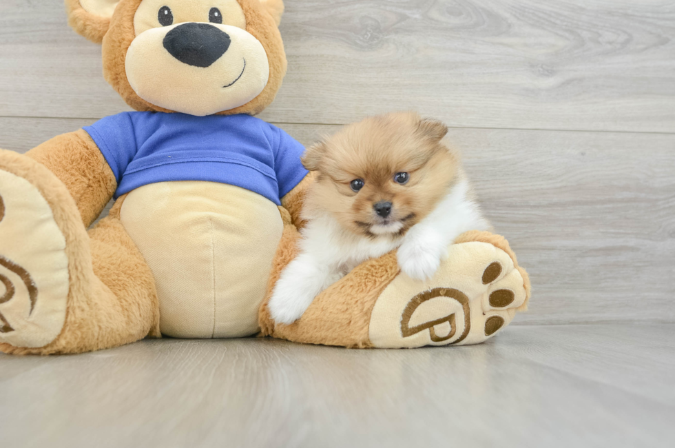 7 week old Pomeranian Puppy For Sale - Fairfield Furbabies