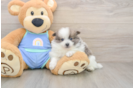 Pomeranian Pup Being Cute