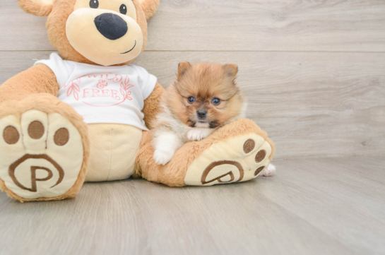 PENELOPE, a Pomeranian littermate