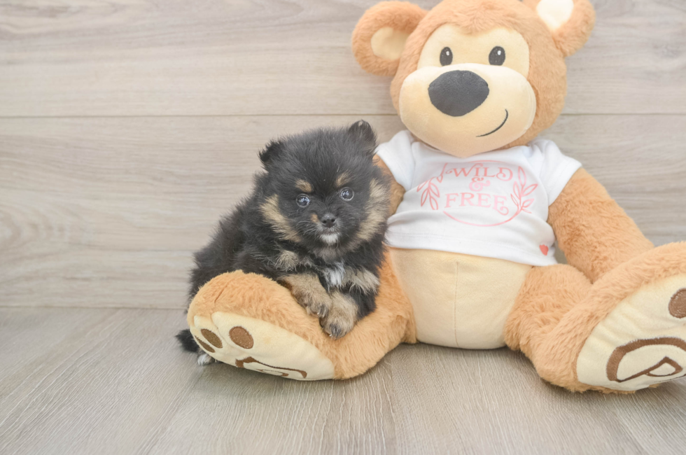6 week old Pomeranian Puppy For Sale - Fairfield Furbabies