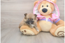 Fluffy Pom Purebred Puppy
