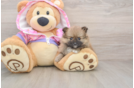 Friendly Pomeranian Purebred Pup