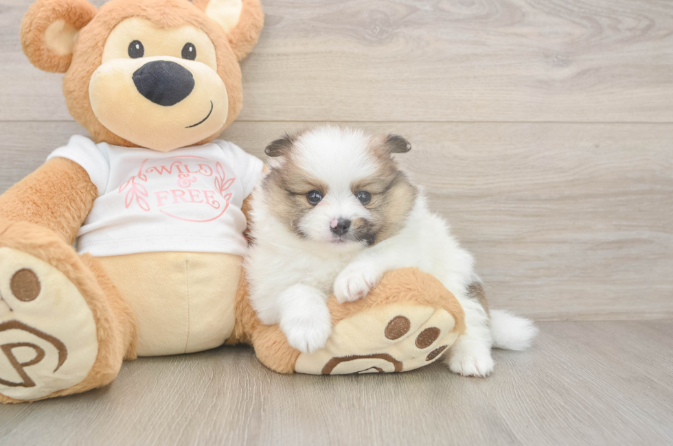 6 week old Pomeranian Puppy For Sale - Fairfield Furbabies