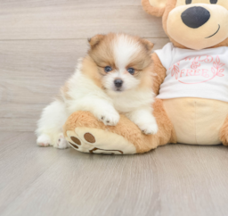 8 week old Pomeranian Puppy For Sale - Fairfield Furbabies