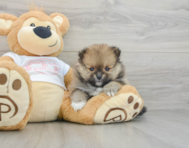 8 week old Pomeranian Puppy For Sale - Fairfield Furbabies
