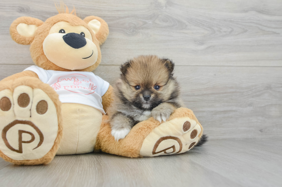 8 week old Pomeranian Puppy For Sale - Fairfield Furbabies