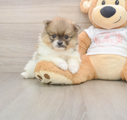 8 week old Pomeranian Puppy For Sale - Fairfield Furbabies