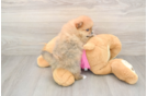 Hypoallergenic Pomeranian Purebred Pup