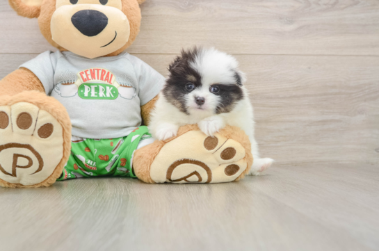 RASHA, a Pomeranian littermate