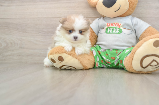 RAZZ, a Pomeranian littermate