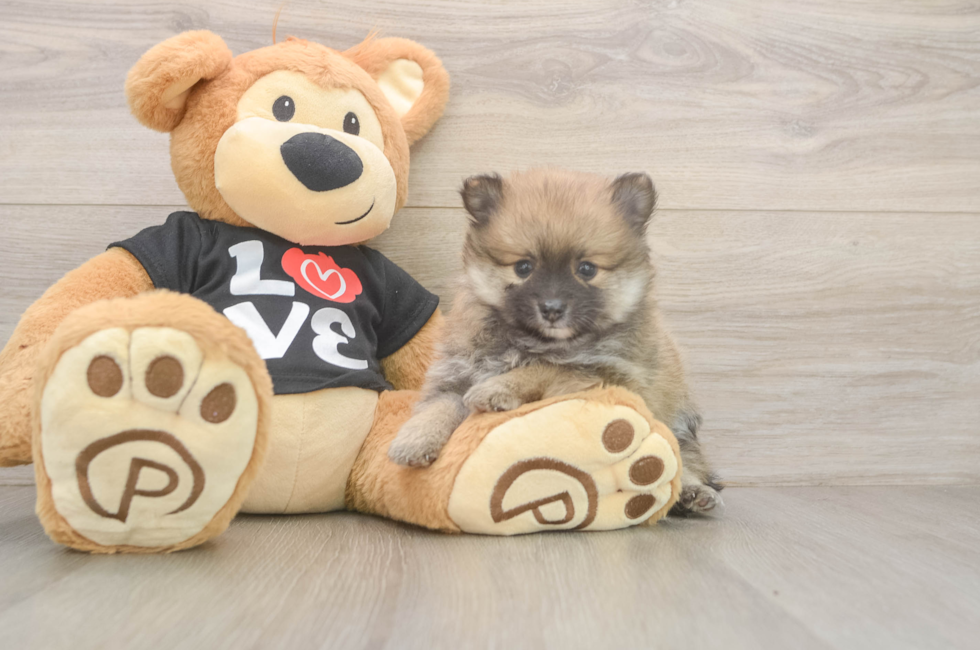 6 week old Pomeranian Puppy For Sale - Fairfield Furbabies