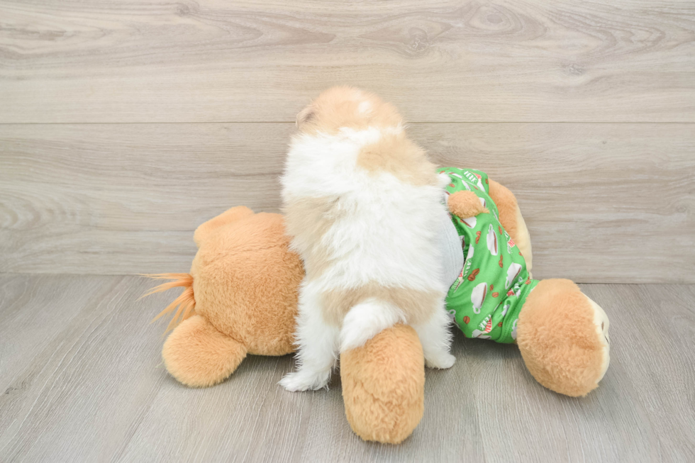 Akc Registered Pomeranian Baby