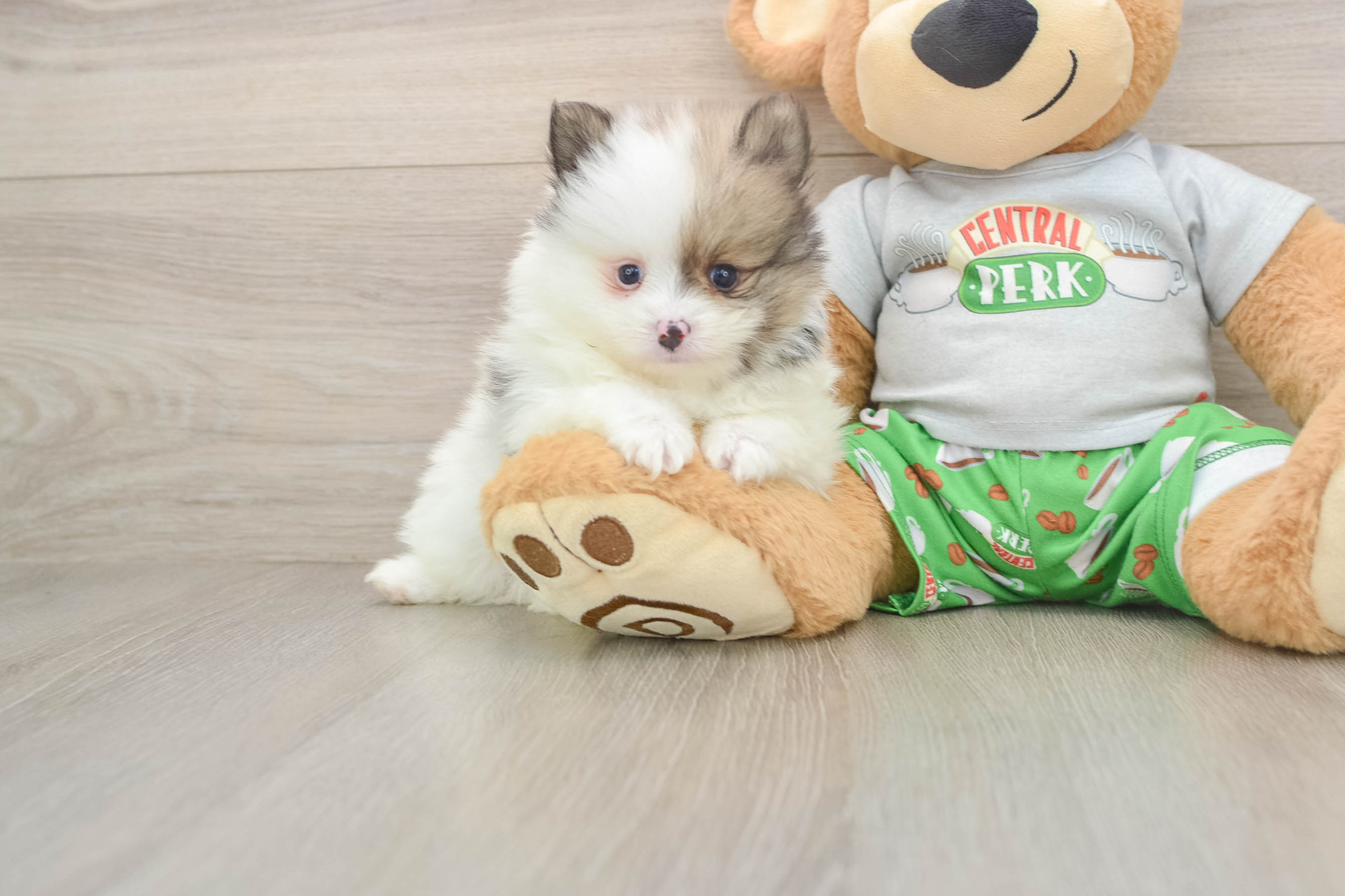 Funny Pomeranian Baby