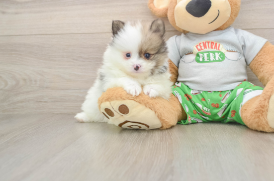RUDY, a Pomeranian littermate