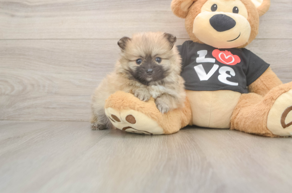 6 week old Pomeranian Puppy For Sale - Fairfield Furbabies