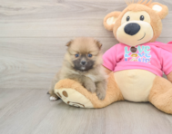 9 week old Pomeranian Puppy For Sale - Fairfield Furbabies