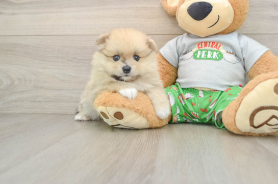 Cute Pom Purebred Puppy