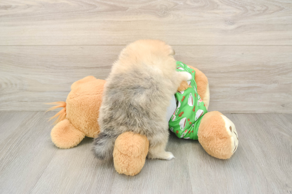 Pomeranian Puppy for Adoption