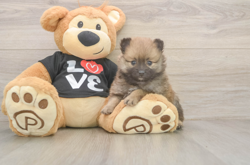 6 week old Pomeranian Puppy For Sale - Fairfield Furbabies
