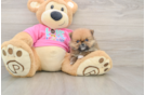 Pomeranian Pup Being Cute