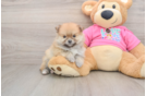 Best Pomeranian Baby