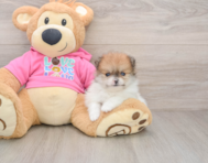 8 week old Pomeranian Puppy For Sale - Fairfield Furbabies