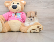 8 week old Pomeranian Puppy For Sale - Fairfield Furbabies