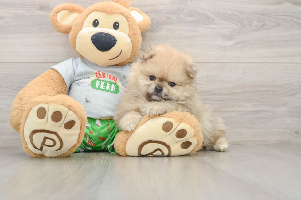 Hypoallergenic Pomeranian Purebred Pup