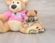 8 week old Pomeranian Puppy For Sale - Fairfield Furbabies