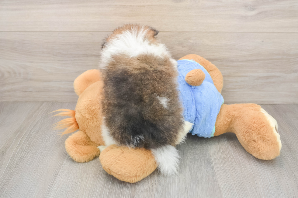 Funny Pomeranian Purebred Pup